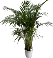 Dypsis lutescens   ...Chrysalidoca