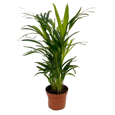 Dypsis lutescens Chrysalidoca pot 17 cm