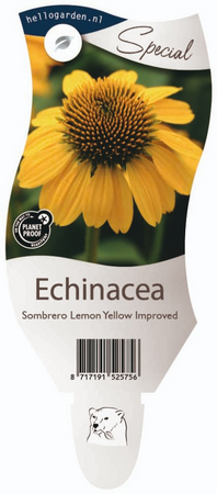 Echinacea 'Lemon Yellow Improved'