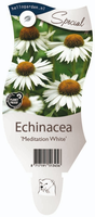 Echinacea 'Meditation White'