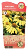 Echinacea 'Mellow Yellows'