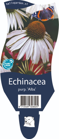 Echinacea p. 'Alba'