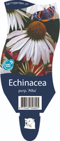 Echinacea p. 'Alba'