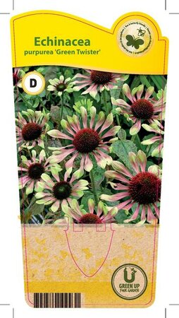 Echinacea p. 'Green Twister'