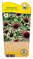 Echinacea p. 'Green Twister'