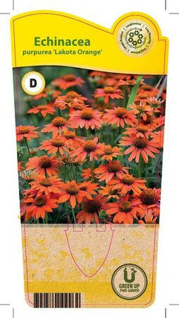 Echinacea p. 'Lakota Orange'