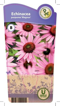 Echinacea p. 'Magnus'