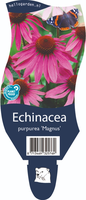 Echinacea p. 'Magnus'
