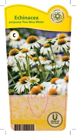 Echinacea p. 'PowWow® White'