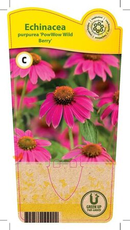 Echinacea p. 'PowWow® Wild Berry'