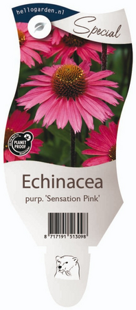 Echinacea p. 'Sensation Pink'