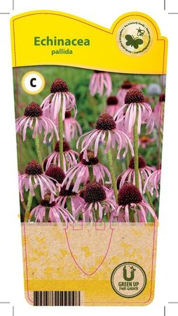 Echinacea pallida