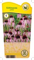 Echinacea pallida