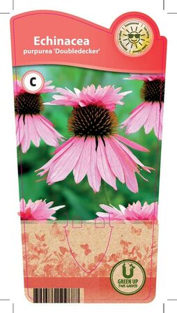 Echinacea pur. 'Doubledecker'