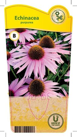 Echinacea purpurea