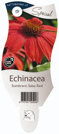 Echinacea 'Salsa Red'®