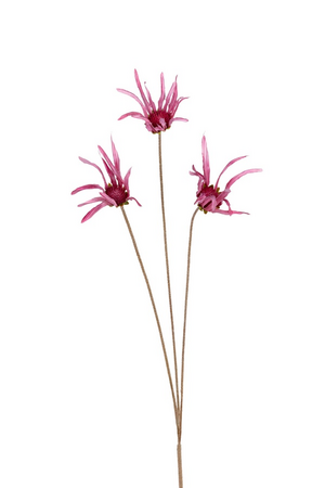 Echinaceasteel x3 l100cm roze