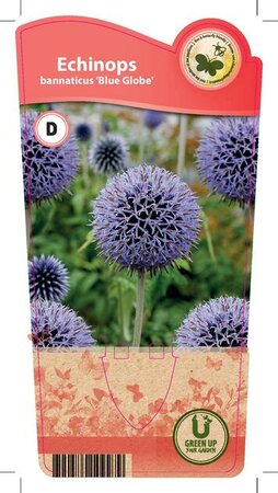 Echinops ban. 'Blue Globe'