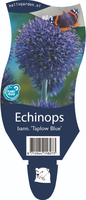 Echinops bann. 'Taplow Blue'