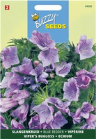 Echium plantagineum blue bedder 1gram - afbeelding 3