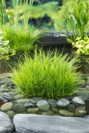 Eleocharis acicularis