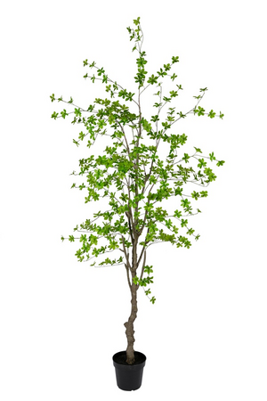 Enkianthus h235cm i/pot groen
