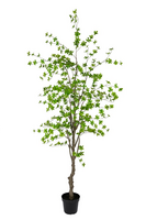 Enkianthus h235cm i/pot groen