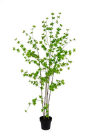 Enkianthus h255cm i/pot groen
