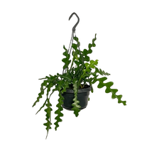 Epiphyllum anguliger pot 14 cm