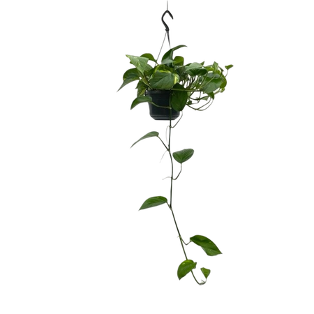 Epipremnum pinnatum pot 15 cm