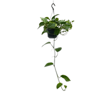Epipremnum pinnatum pot 15 cm