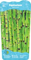 Equisetum japonica