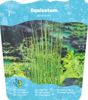 Equisetum japonica - afbeelding 2
