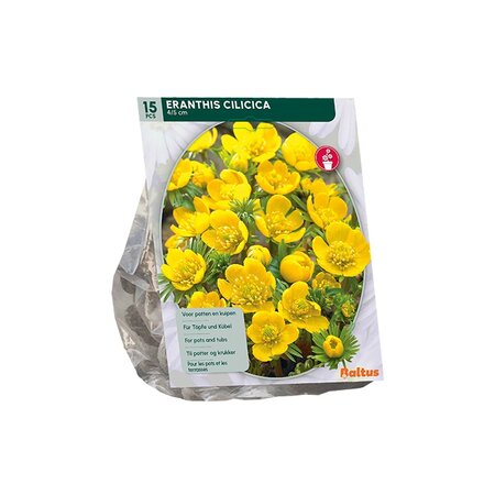 Eranthis cilicica 15st