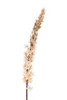 Eremurussteel l105cm zalm