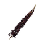 Eremurussteel l109cm bordeaux