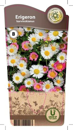 Erigeron karvinskianus