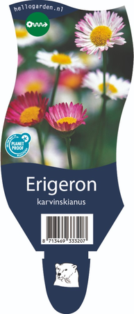 Erigeron karvinskianus