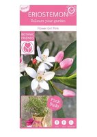 Eriostemon my. 'Flower Girl Pink' (PBR)