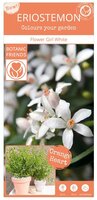 Eriostemon my. 'Flower Girl White' (PBR)