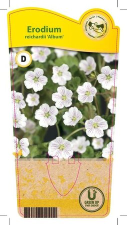 Erodium reichardii 'Album'