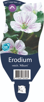Erodium reichardii 'Album'