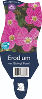 Erodium var. Bishops Form P11