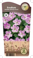 Erodium variabile 'Bishop's Form'