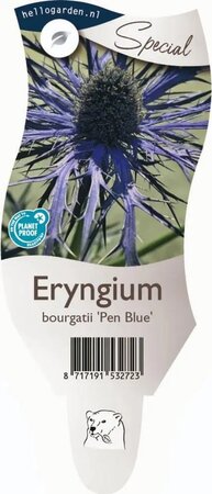 Eryngium bou. 'Pen Blue'