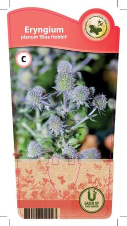 Eryngium pla. 'Blue Hobbit'