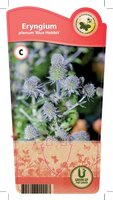 Eryngium pla. 'Blue Hobbit'