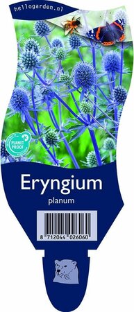 Eryngium planum