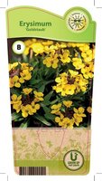 Erysimum 'Goldstaub'