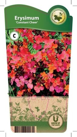 Erysimum lin. 'Constant Cheer'